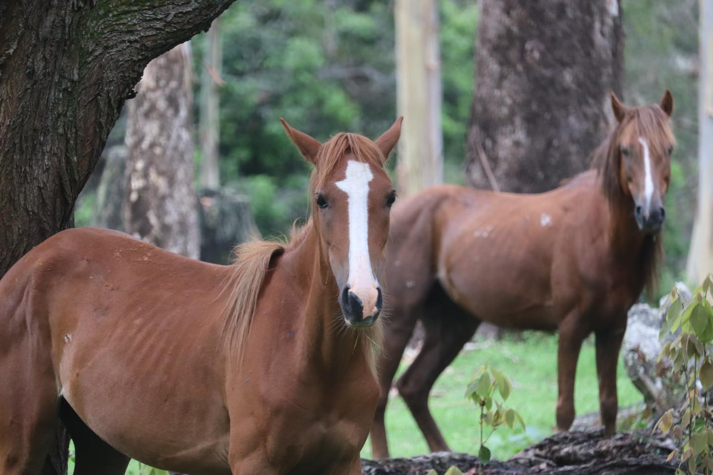 Kroombit Tops --- 21 & 22 November 2026