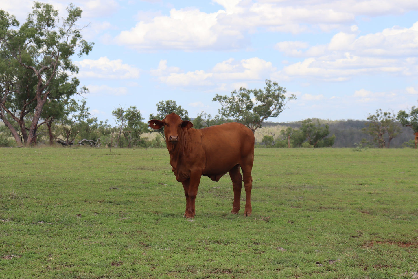 Kroombit Tops --- 21 & 22 November 2026