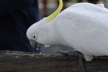 Cania Gorge --- 15 & 16 August 2026