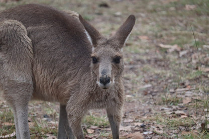 Cania Gorge --- 15 & 16 August 2026